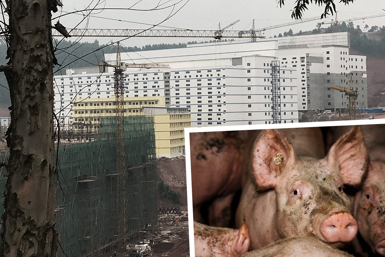 China baut Horror-Stadt aus Schweinehochhäusern