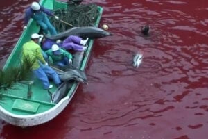 Delfinschlachten in der Taiji Bucht