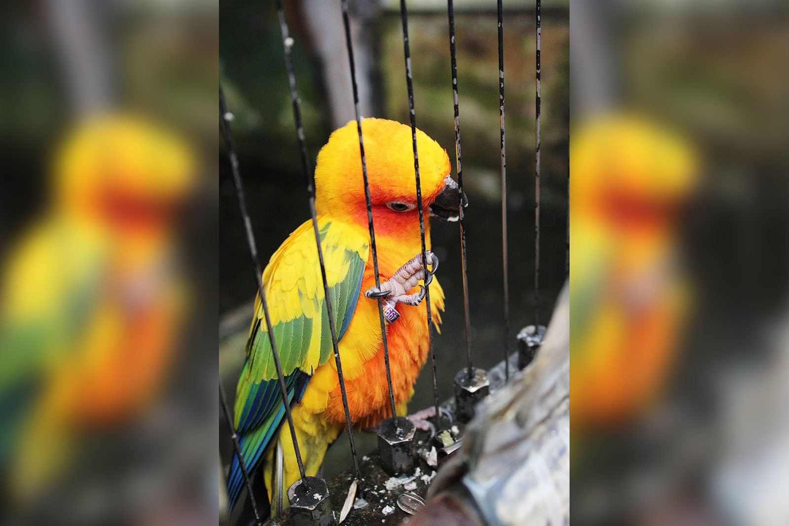 Warum Vögel nicht in einen Käfig gehören