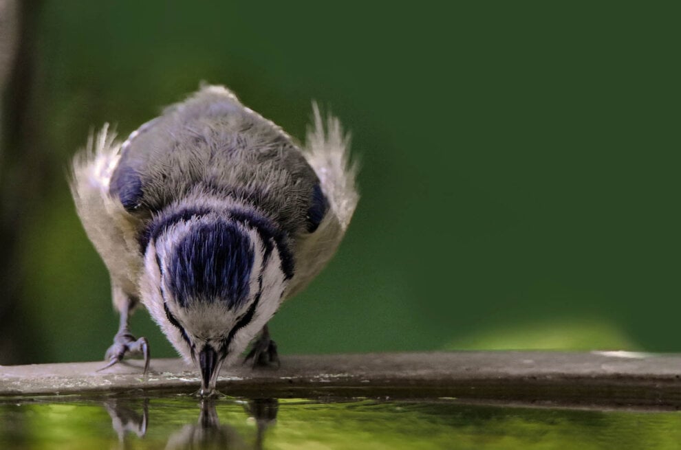 Vogeltraenke