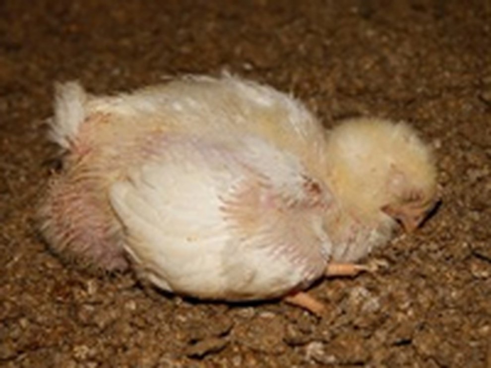 Huhn im Stall auf dem Boden