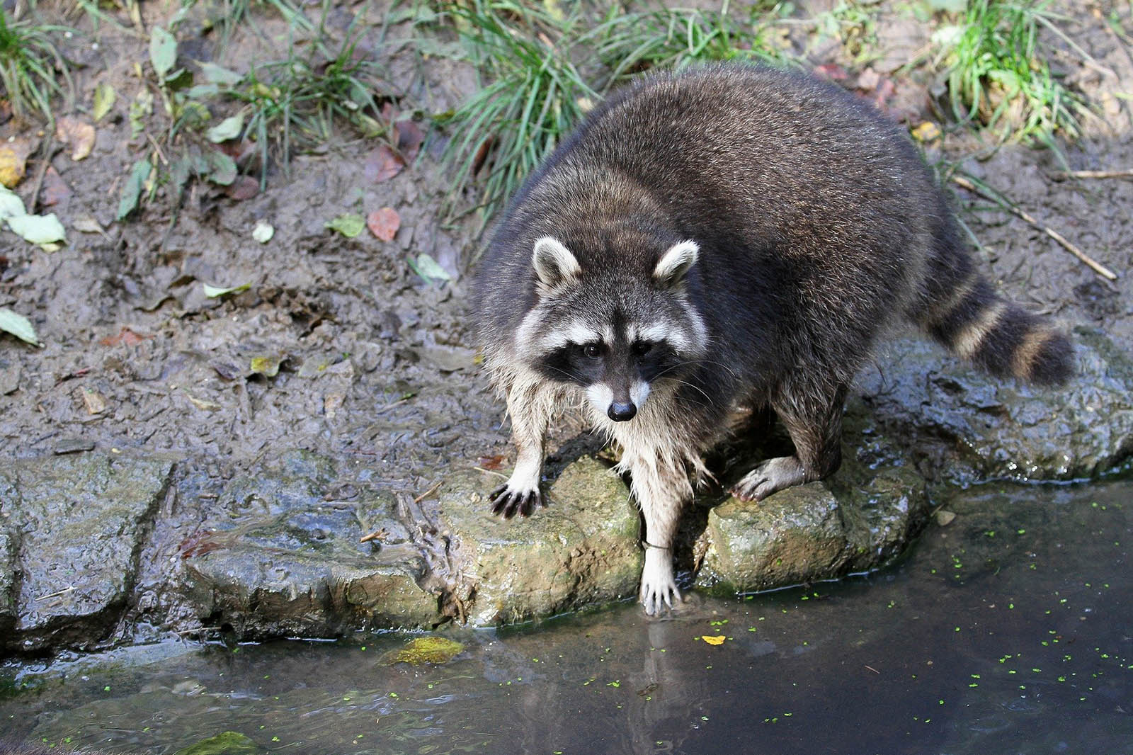 Waschbaer am Wasser