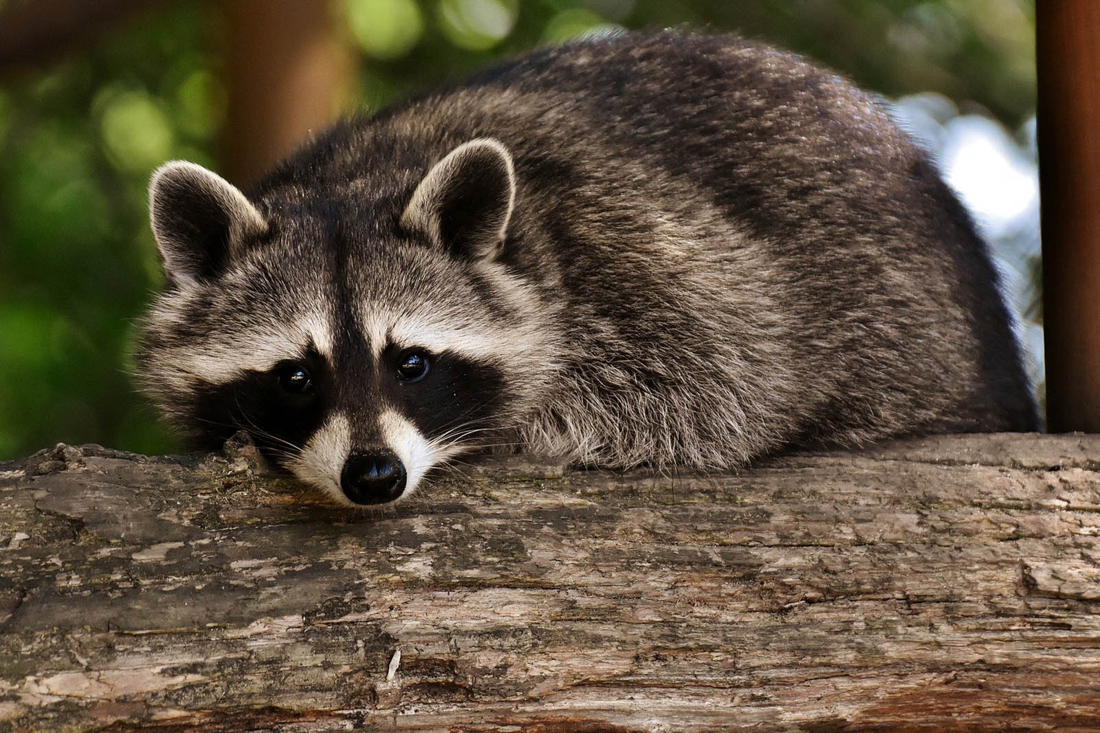 Neozoen: vom Menschen angesiedelte, gejagte und getötete Tierarten