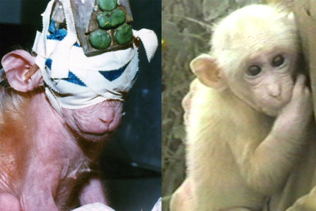 Affe Britches