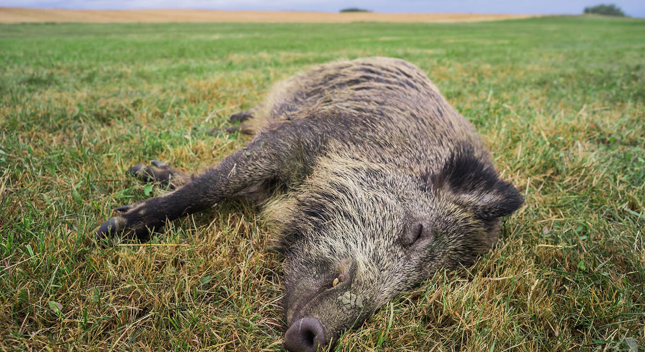 Totes Wildschwein liegt auf einem gruenen Wiesenboden.