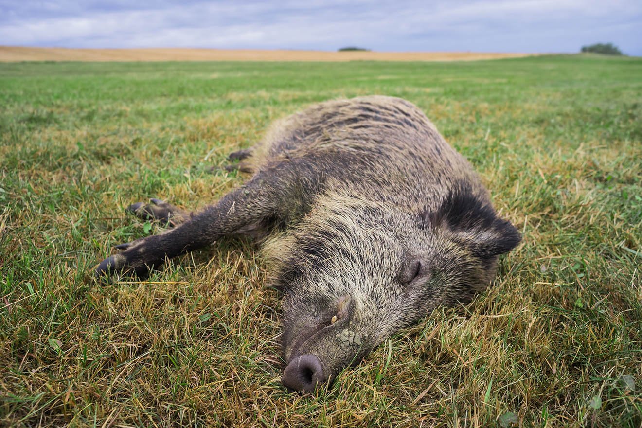 Totes Wildschwein liegt auf einem gruenen Wiesenboden.