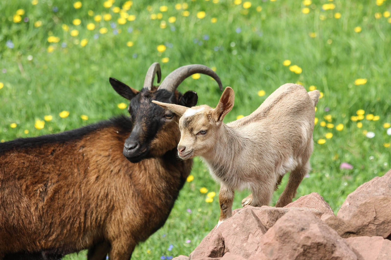 ziege und ziegenbaby auf der wiese