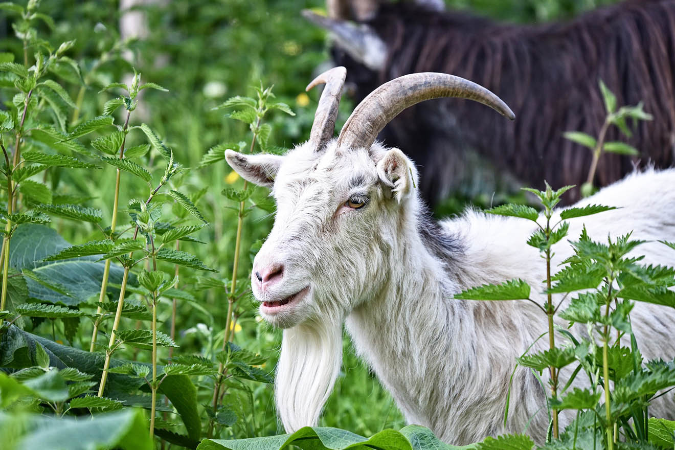 Die Ziege – 6 faszinierende Fakten über Ziegen