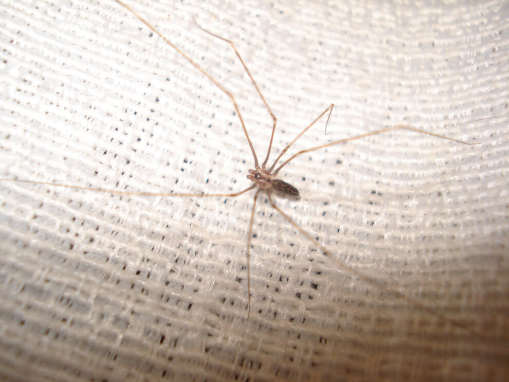 Spinnen In Der Wohnung Spirituelle Bedeutung Spinne im Haus? Infos und Tipps, was Sie tun können!