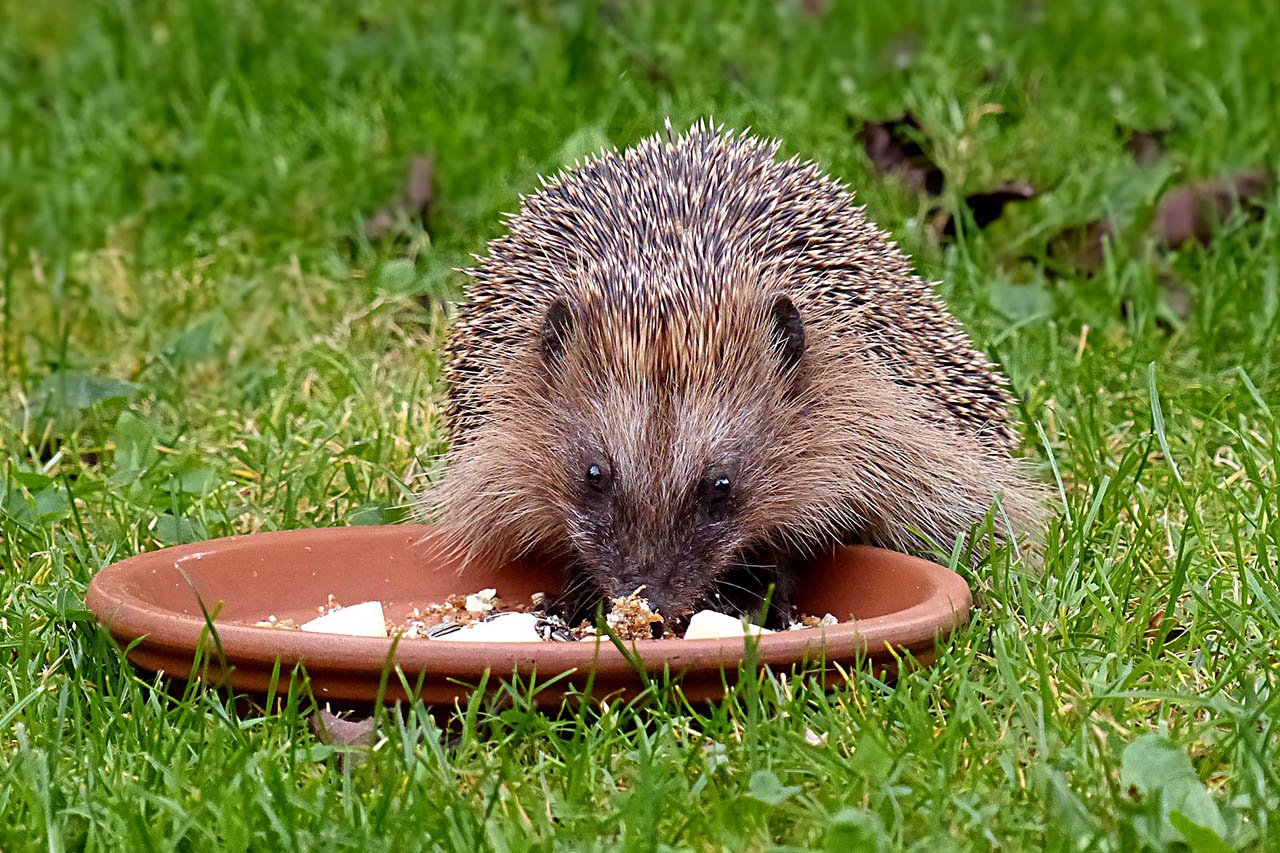 Klima Niederlage Frühstück igel mit hundefutter füttern Berater ...