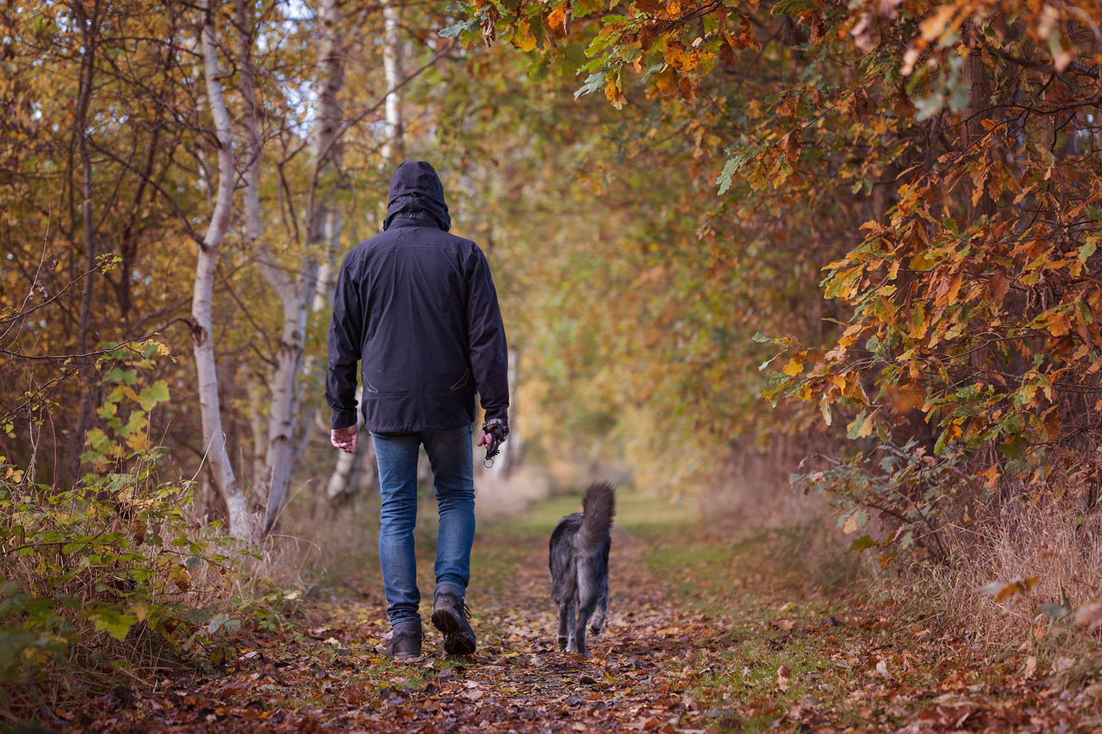 Person geht spazieren mit hund