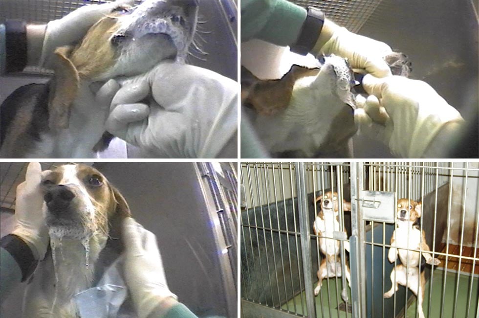 Hunde-Tierversuche: Diese Beagles werden angebrüllt und vergiftet