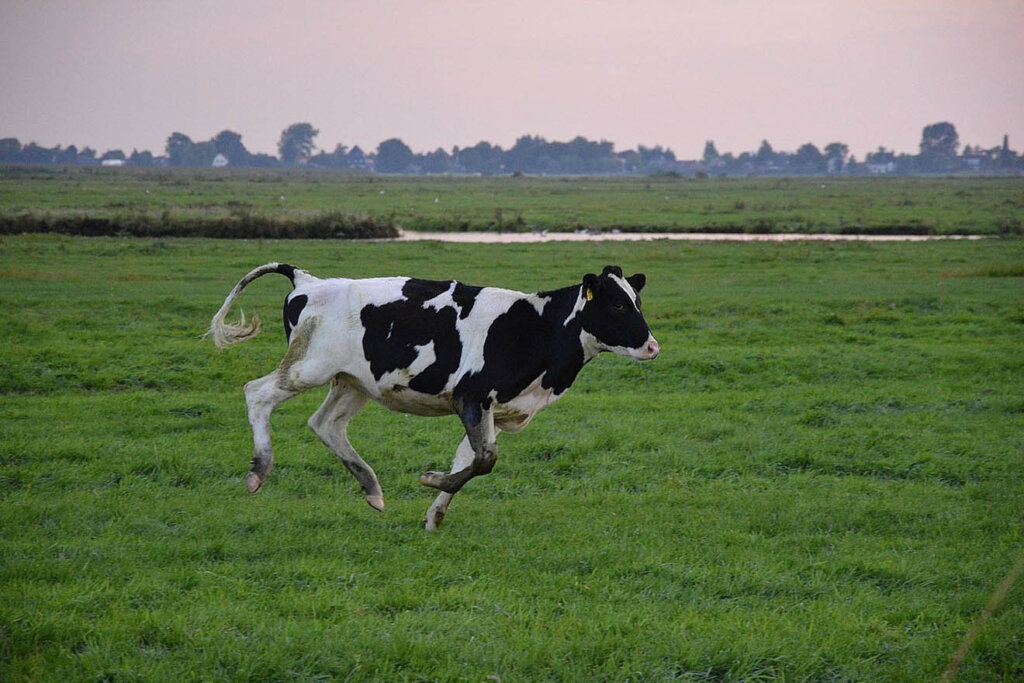 Kuh rennt auf der Wiese