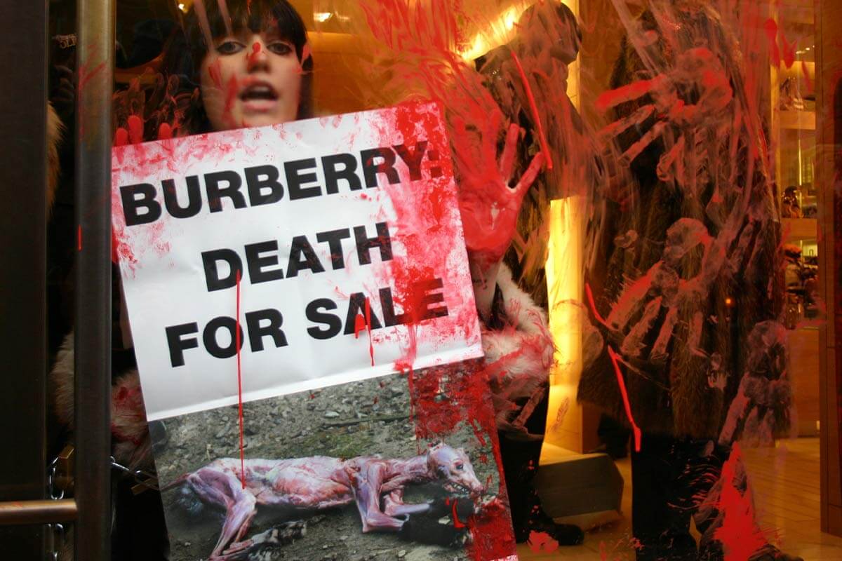 PETA UK protestiert bei Burberry gegen Pelz