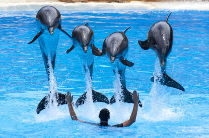 Delfinen springen ueber einen Menschen