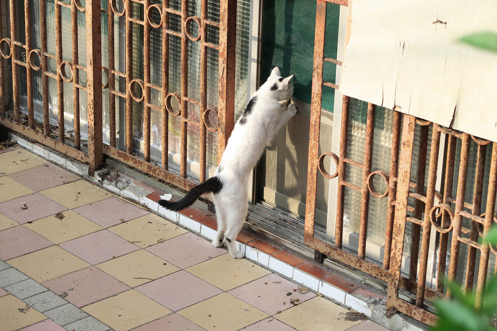 Katze schaut durch eine Tuer