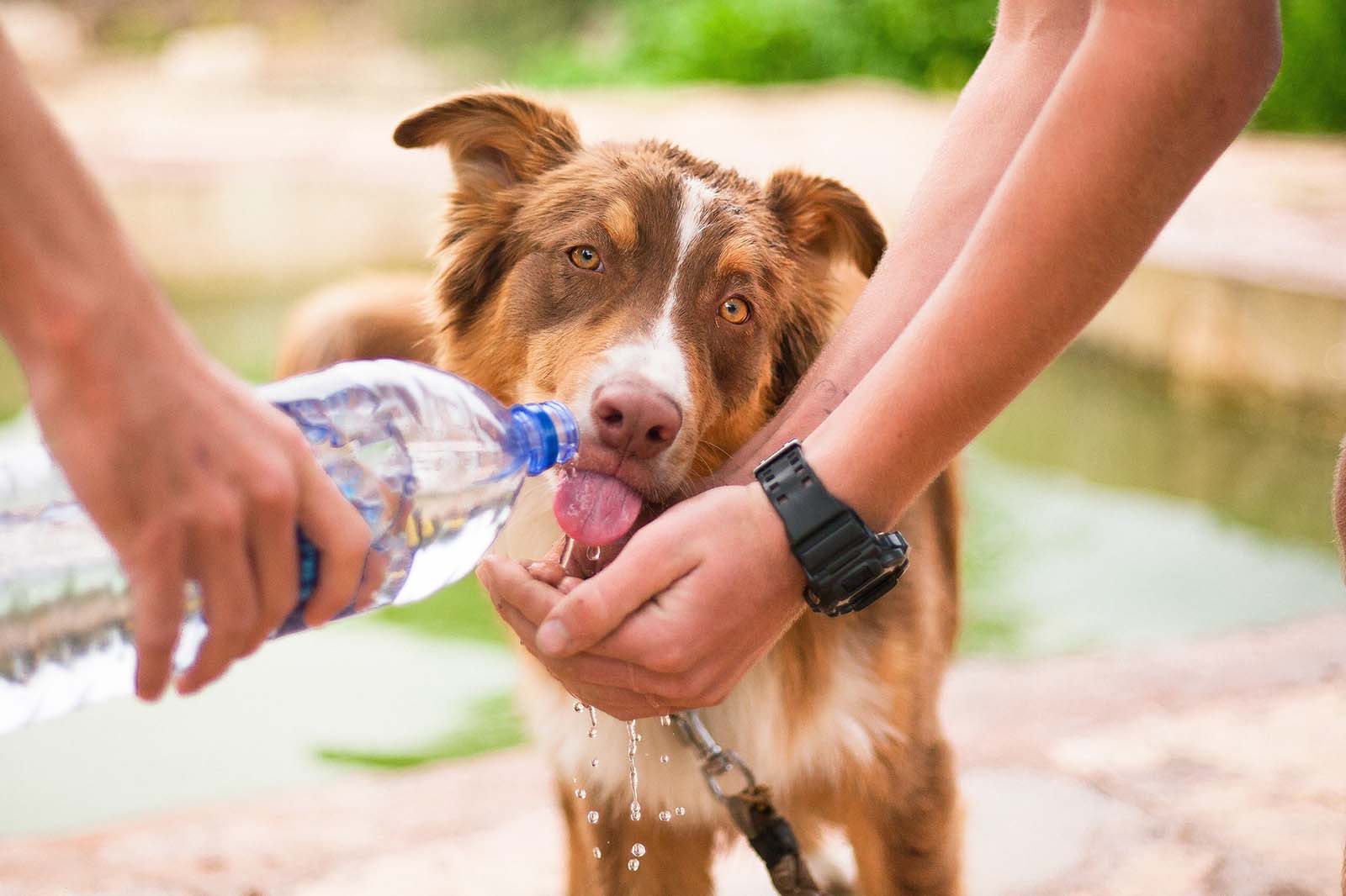 Hund abkühlen bei Hitze – die 12 besten Tipps