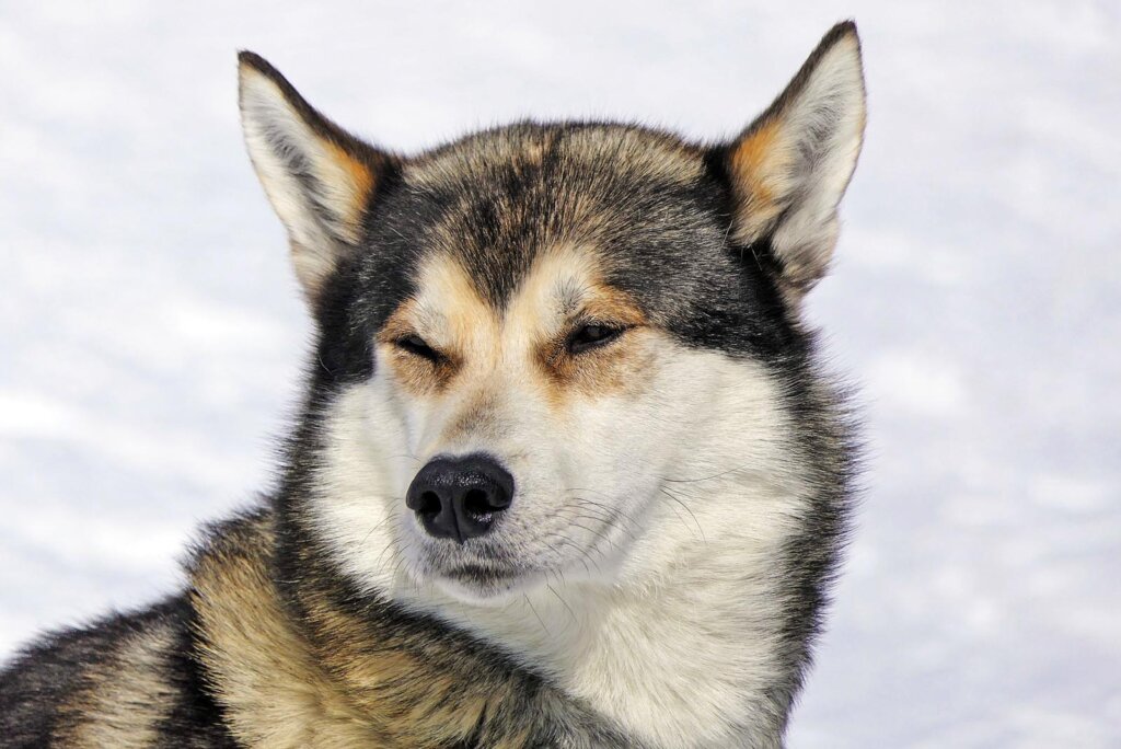 Huskey