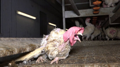 Huhn aus der Eierindustrie