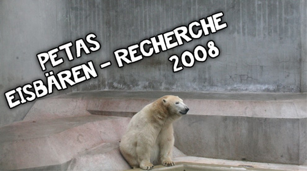 PETAs Eisbären-Recherche 2008