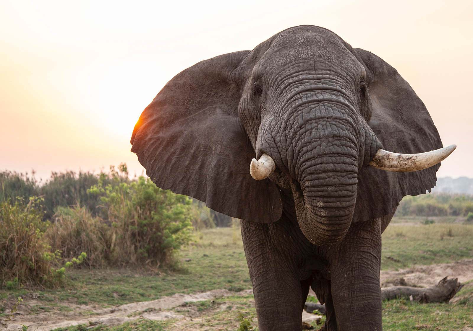Artenschutzkonferenz in Genf: Zukunft der Elefanten in Gefahr?