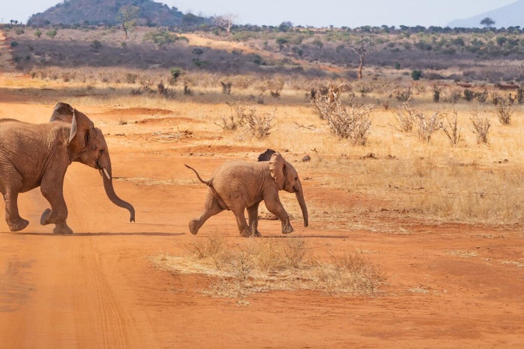 Elefant mit Baby