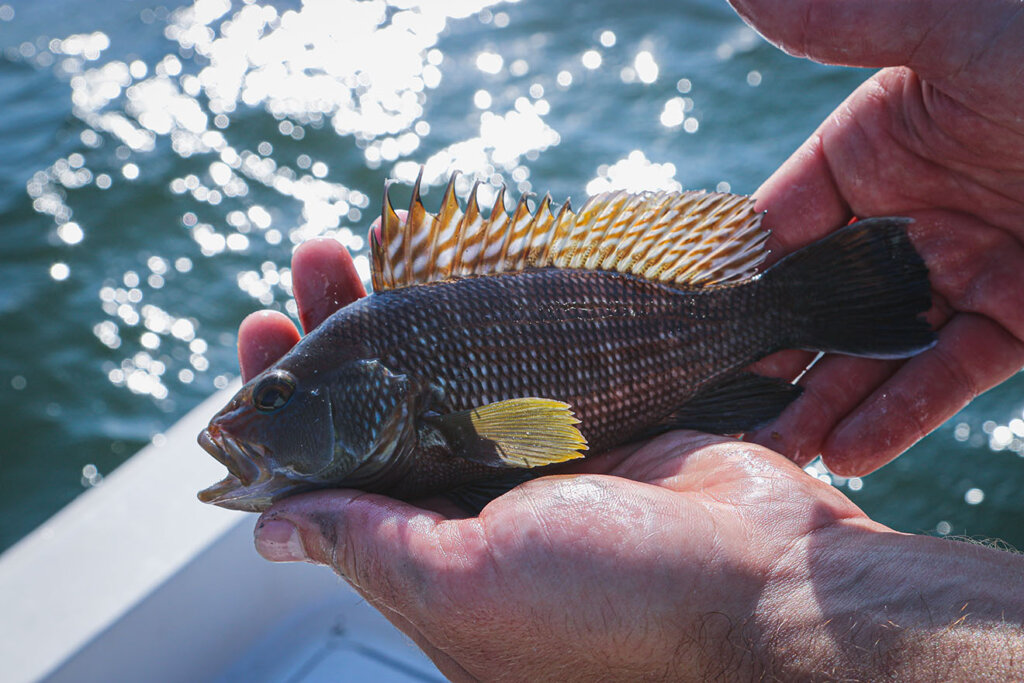 Mann mit Fisch in der Hand