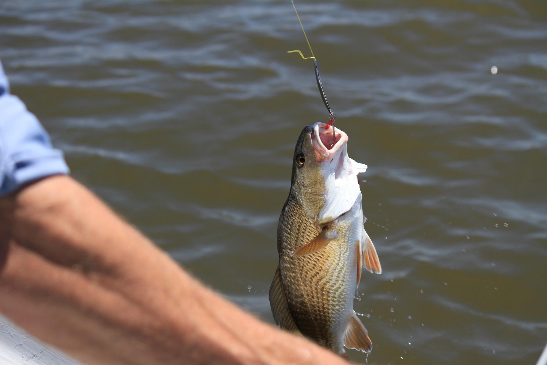 Angler-Irrglaube widerlegt: Fische spüren Schmerzen