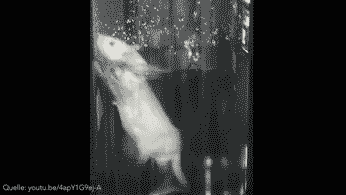 Aufnahme einer Maus, die verzweifelt versucht, dem mit Wasser gefüllten Behälter zu entkommen - aus eigener Kraft kann sie sich jedoch niemals daraus befreien
