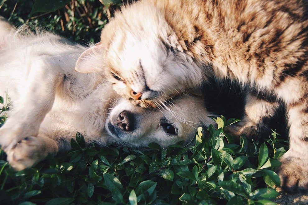 Katze und Hund liegen im Gras