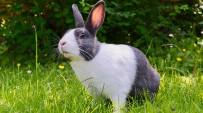 Kaninchen