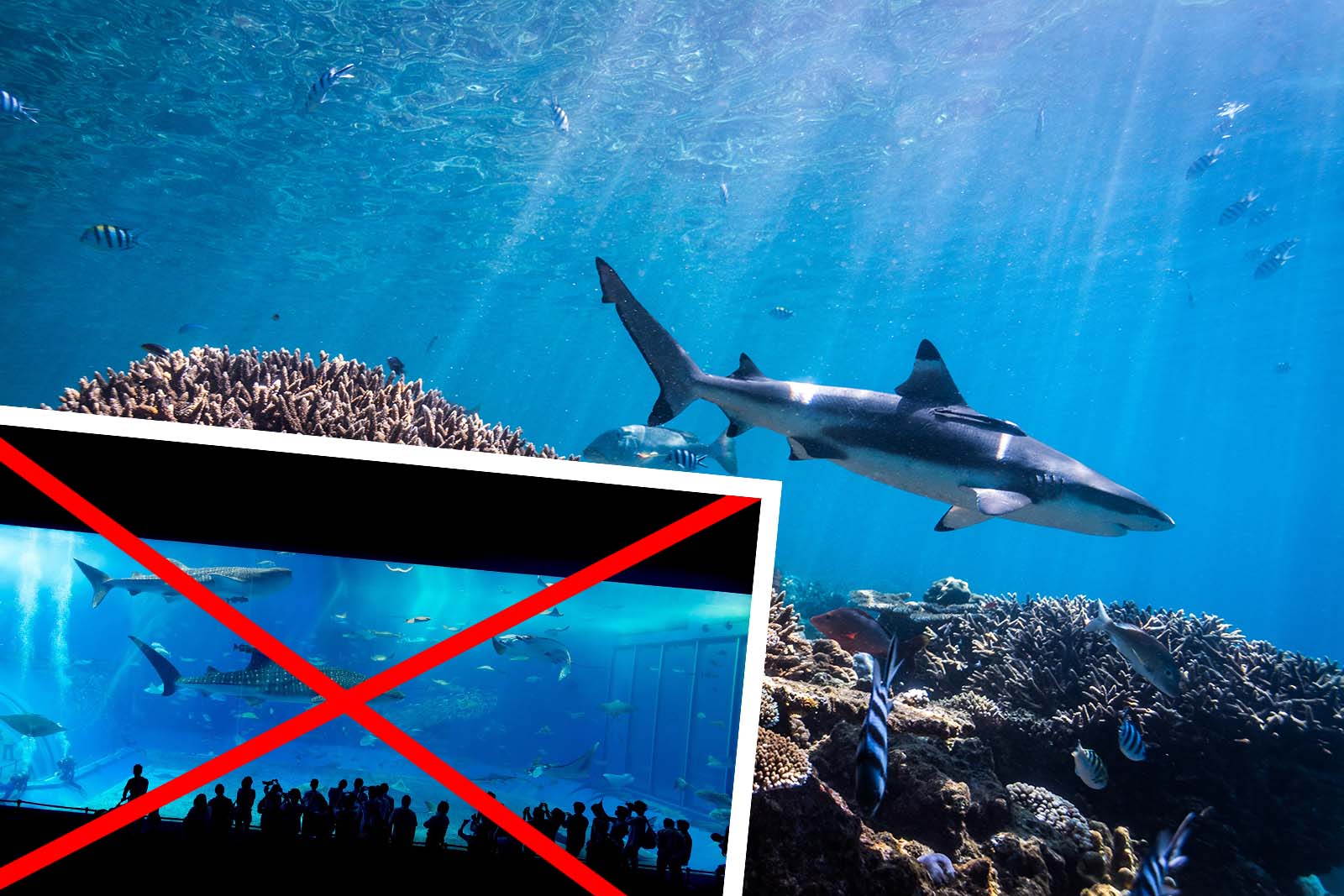 Shark City: 5 Gründe, warum der Meereszoo nicht gebaut werden darf