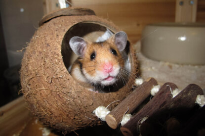 Hamster in Kokosnuss