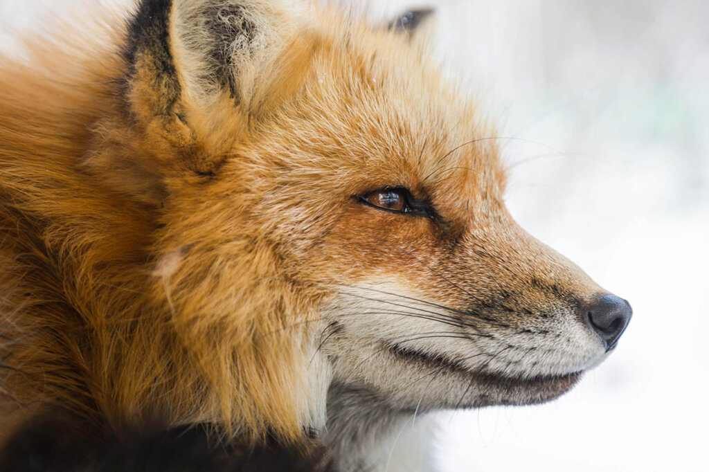 Fuchs