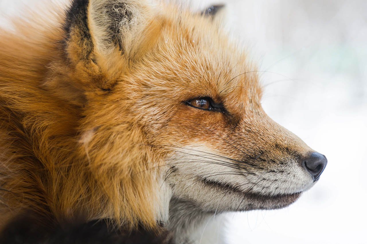 6 Gründe, warum man keinen Fuchs als Haustier halten sollte