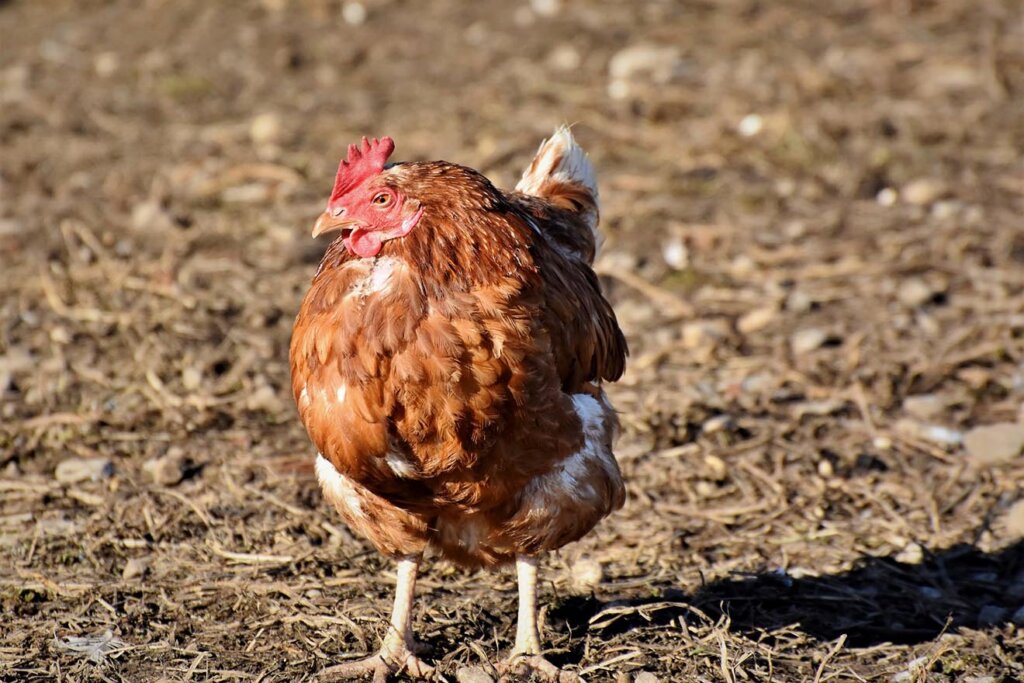 Huhn