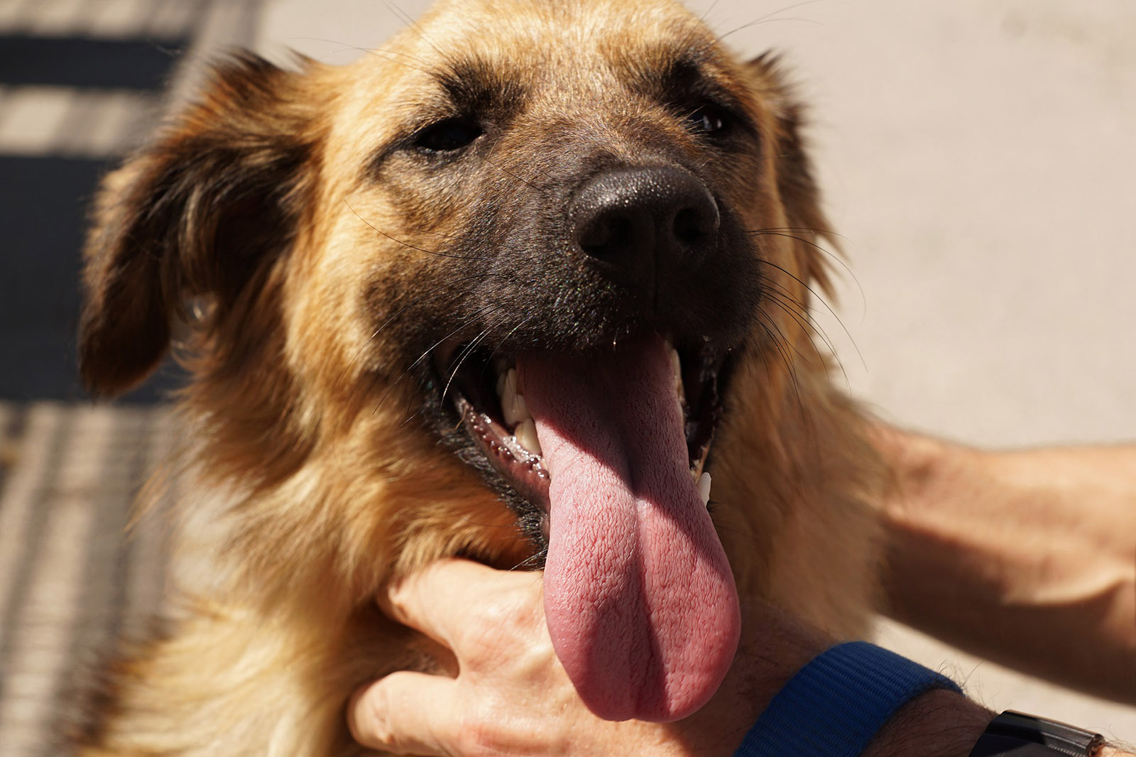 Hitzschlag oder Sonnenstich beim Hund – was tun?