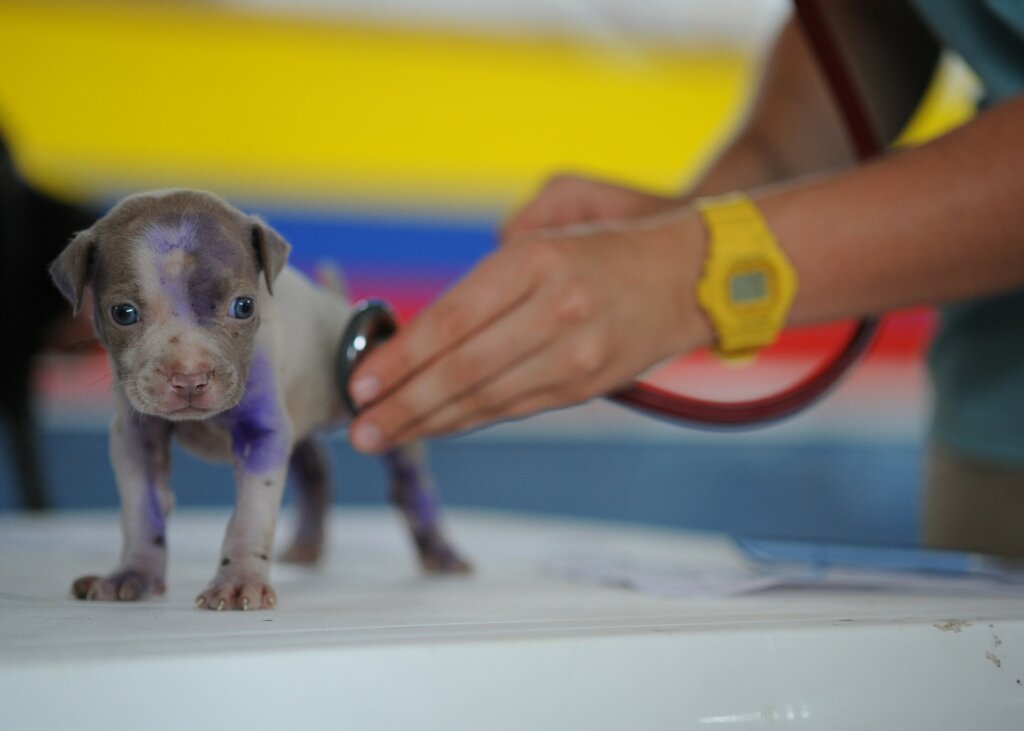 Welpe beim Tierarzt