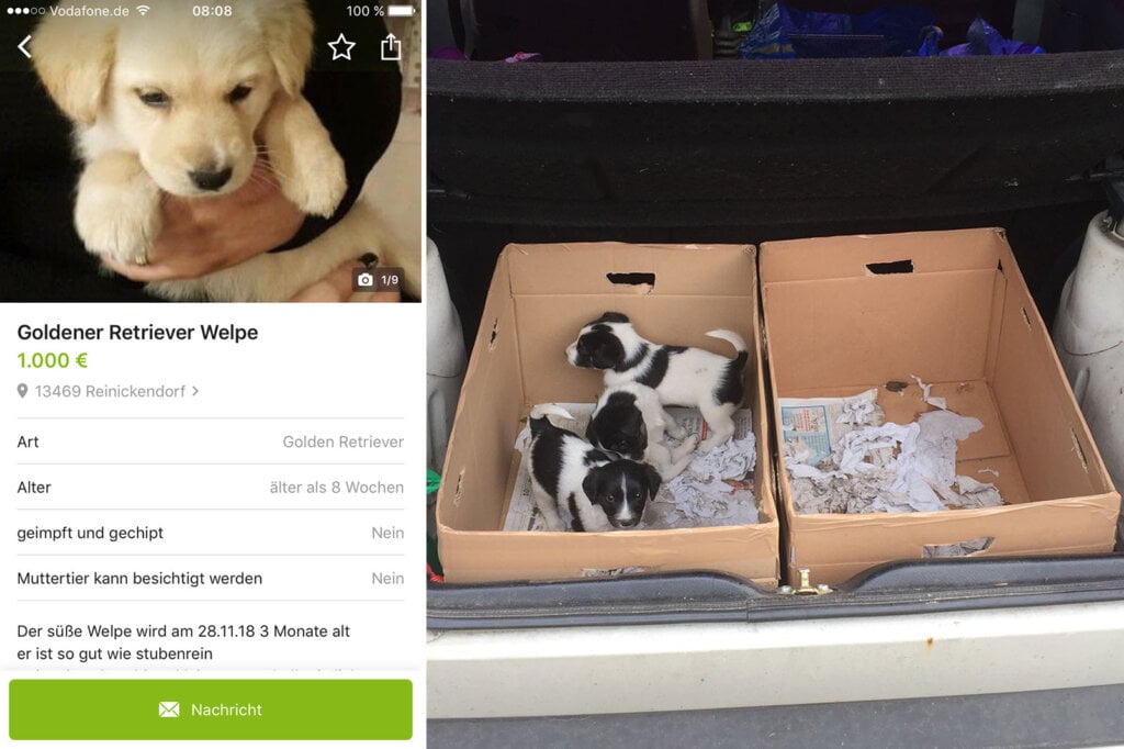 Welpen Ebay Anzeige