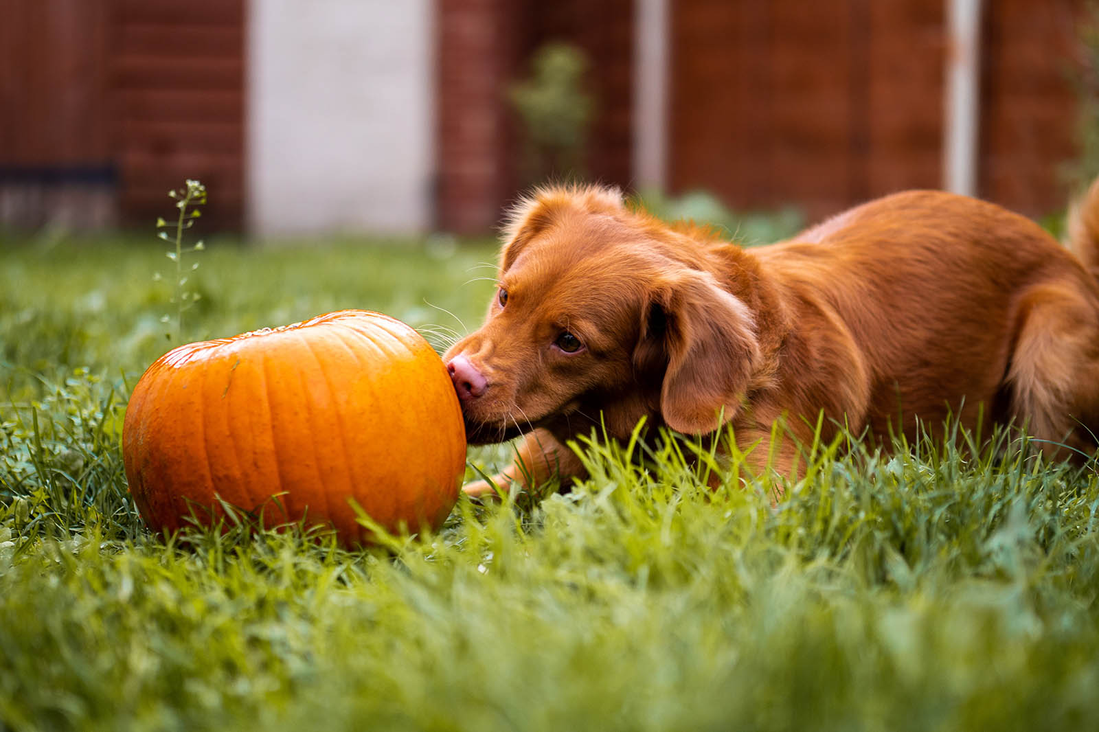 Hund leckt an Kürbis