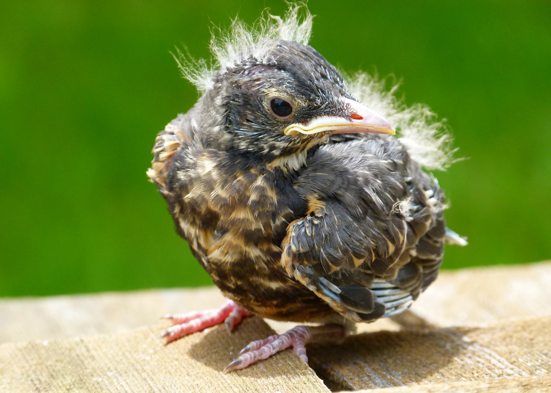 Vogel Nestling