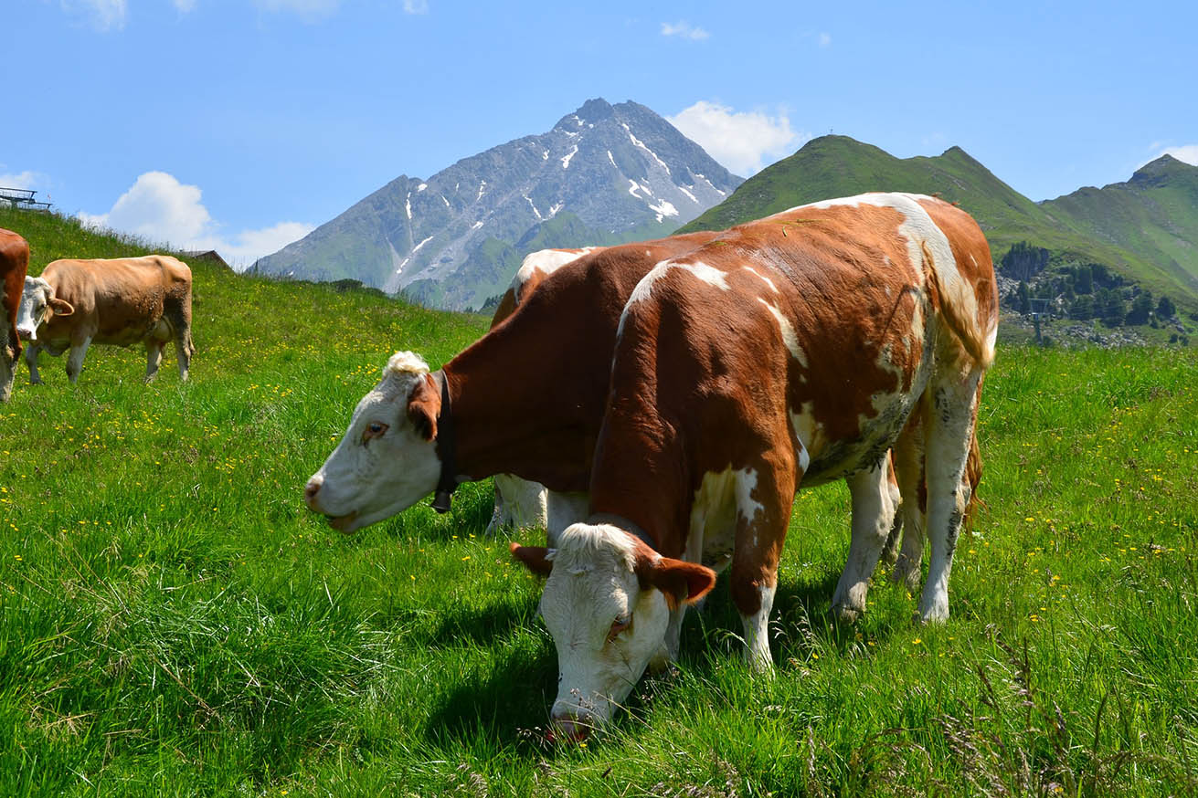 Nach den Parlamentswahlen: Wird die Schweiz Vorreiterin in Sachen Tierrechte?