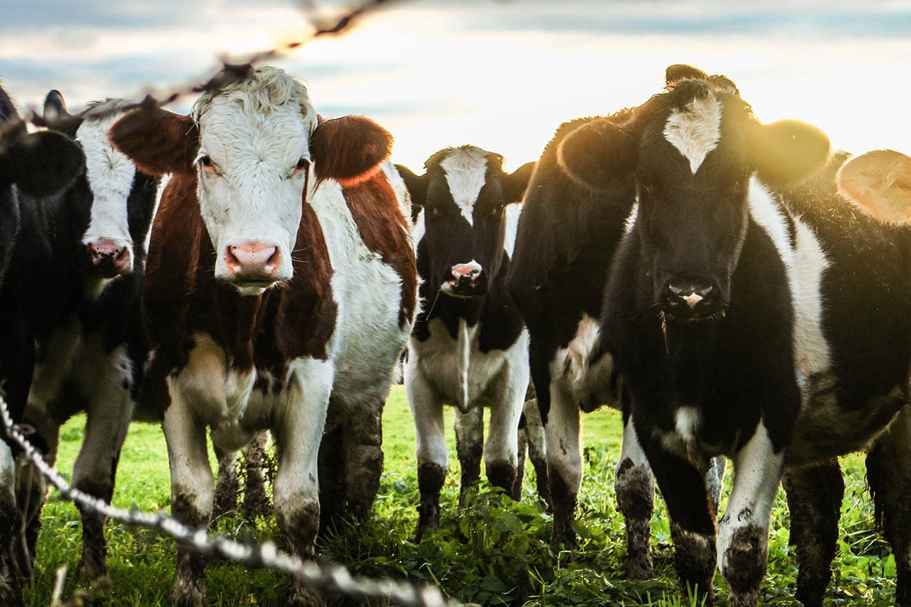 Fleischkonsum 2019 gesunken: Was bedeutet das für die Tiere?