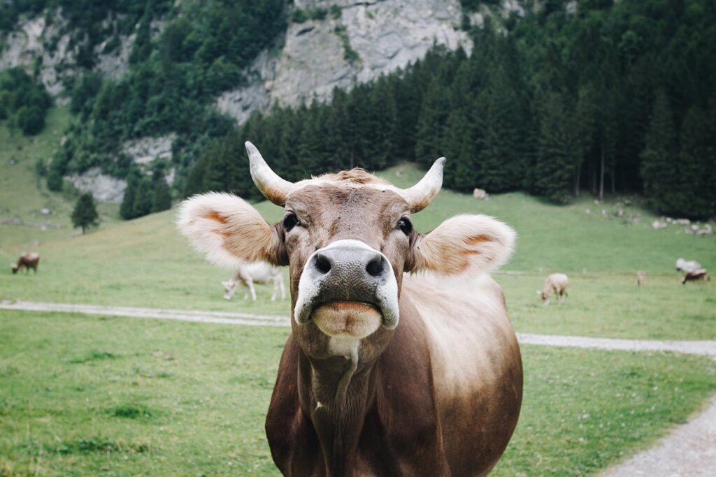 Kuehe auf der Almwiese