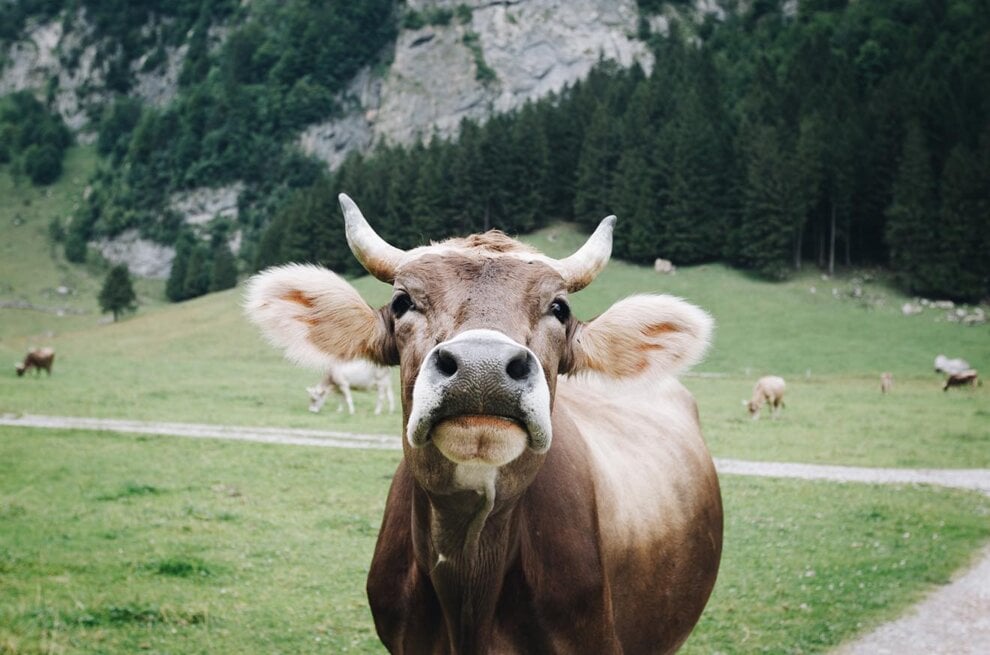 Kuehe auf der Almwiese