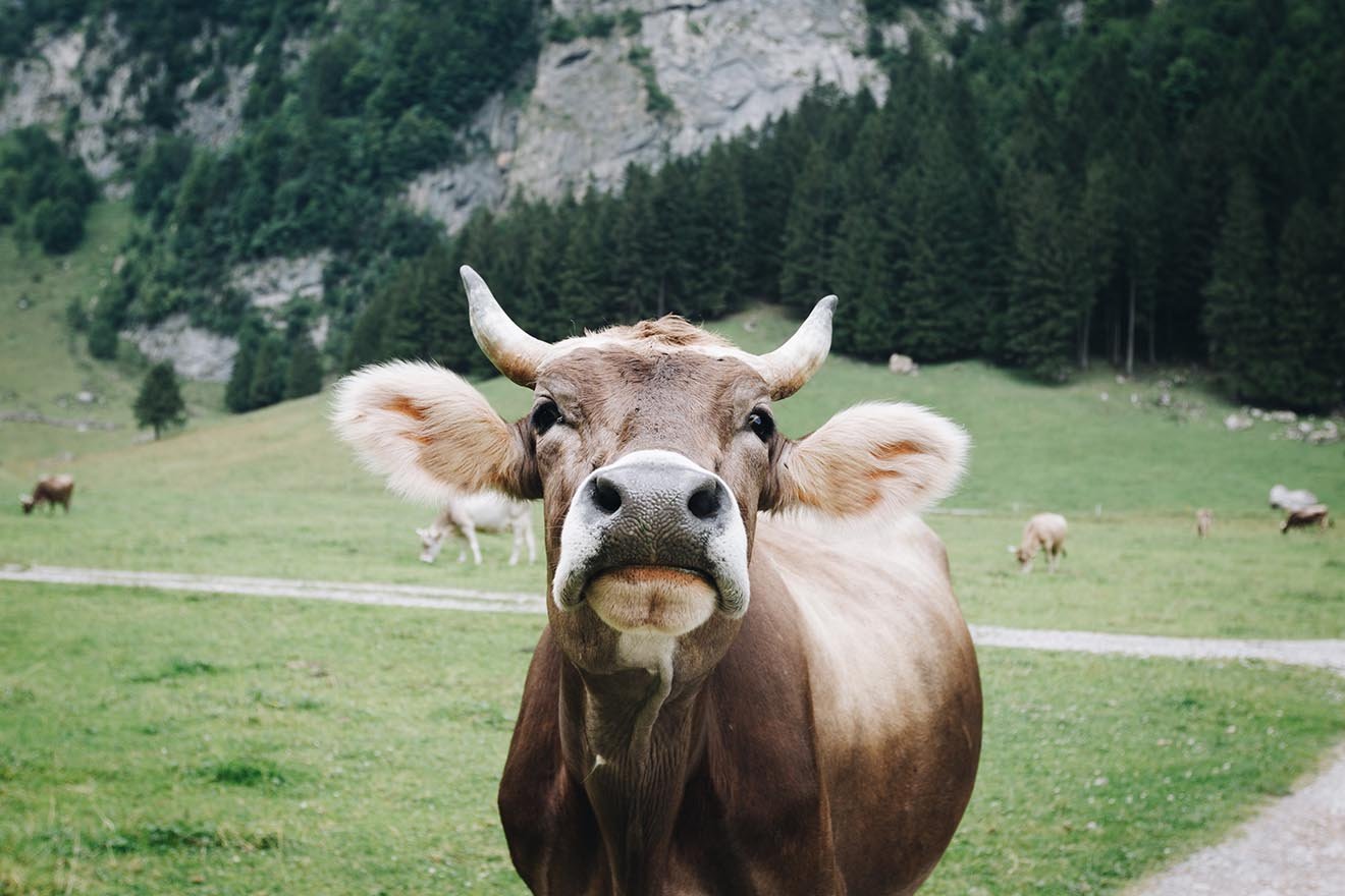 Sicher wandern: 10 Tipps für Begegnungen mit Kühen & Co.