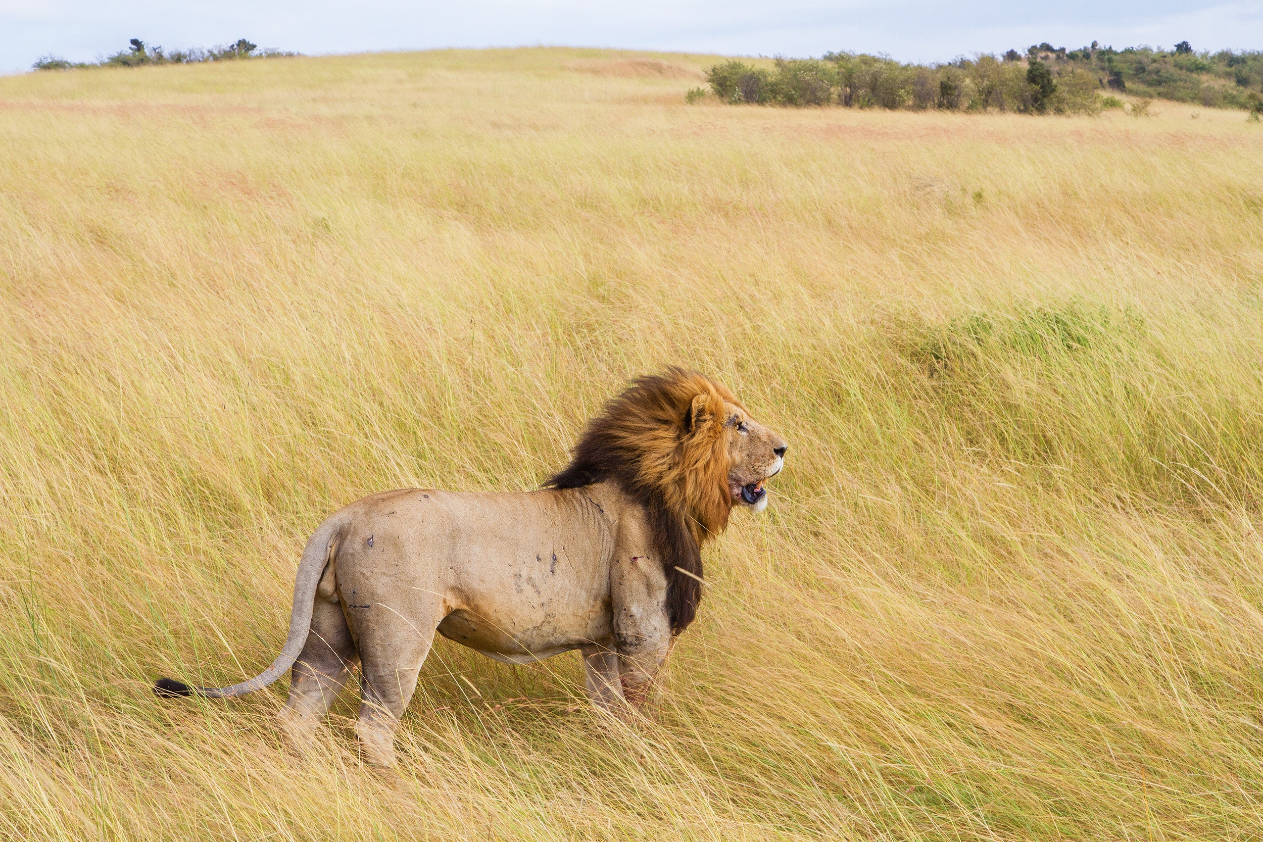 König der Löwen: PETA USA übernimmt Löwen-Patenschaft