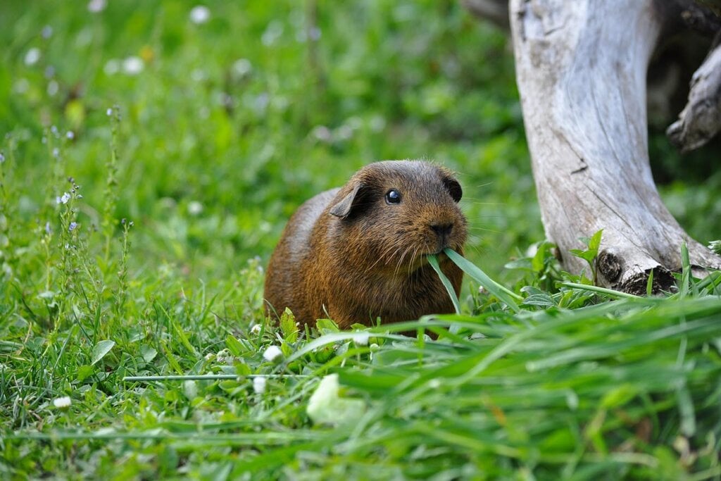 Meerschweinchen auf einer Wiese