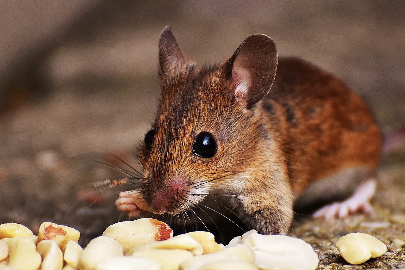 Erfolg! Mutterkonzern von Obela Hummus beendet Tierversuche