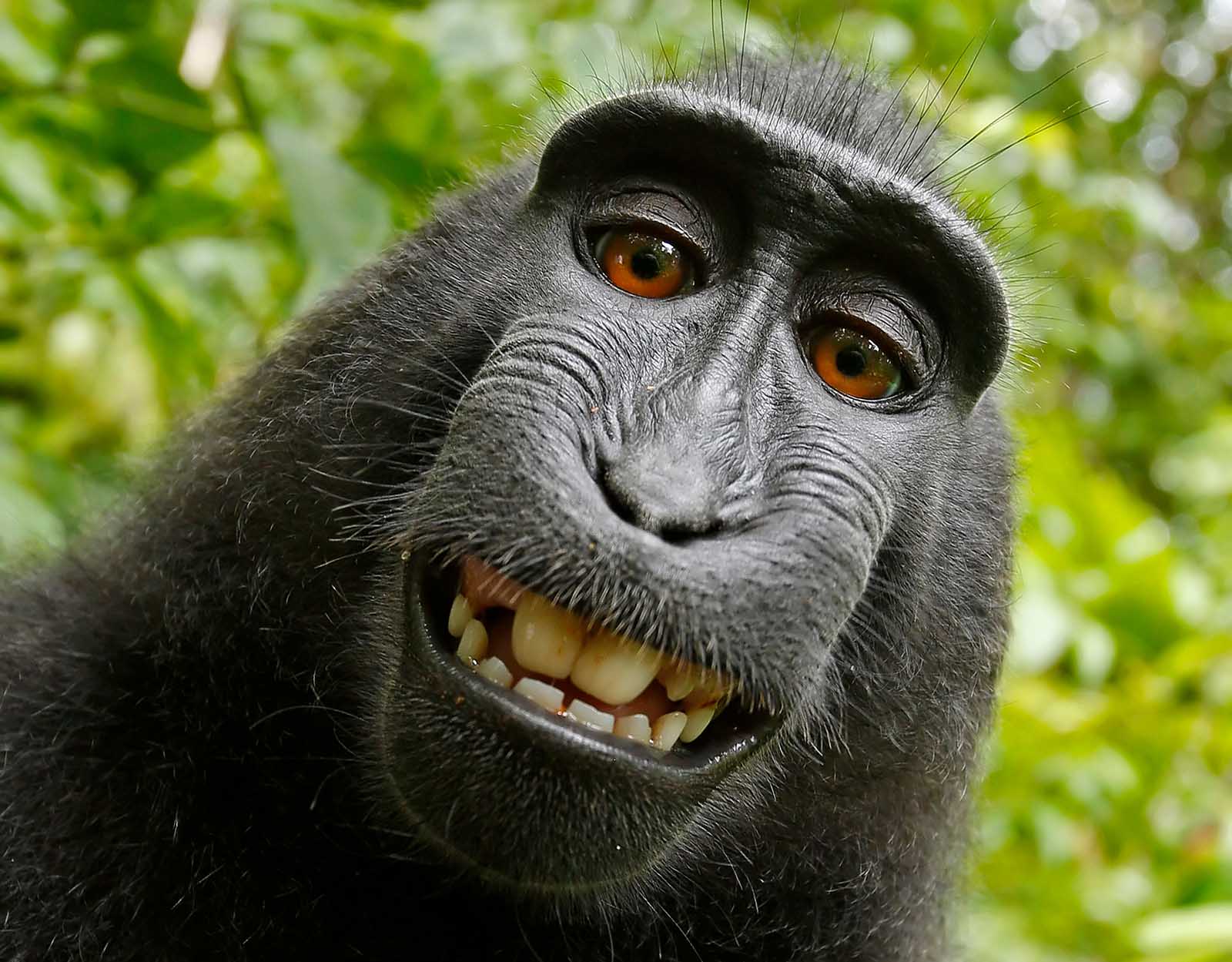 #MonkeySelfie – Ein Selfie wird zum Präzedenzfall für Tierrechte